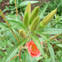wild flower