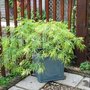 Acer_dissectum