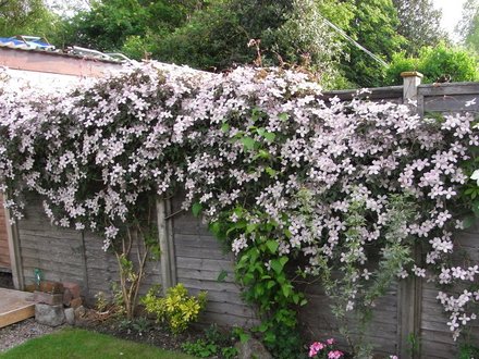 Clematis Montana
