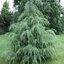 Cedrus deodara