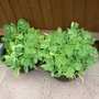 Unknown plant
