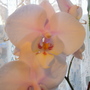 Orchid in the kitchen
