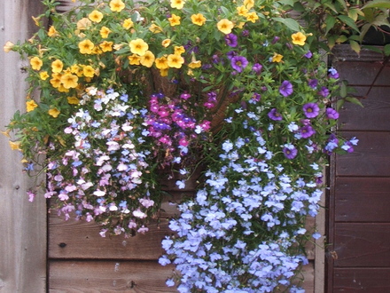 Basket Mix