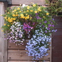 Basket Mix