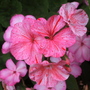 Geranium