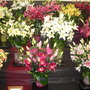 Dsc01039
