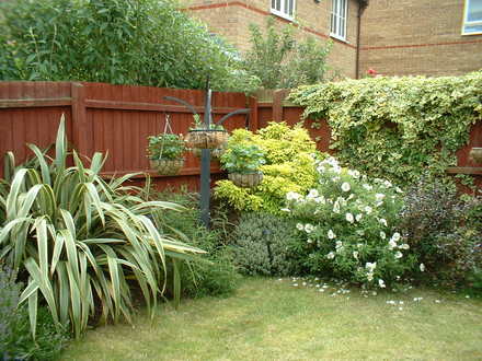A garden flower photo