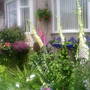 The_patch_686