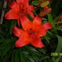 Lily__Marrakech__1.jpg (Lilium asiaticum 'Marrakech')
