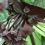 bat_plant.jpg