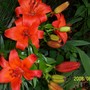 Lily__Marrakech__2.jpg (Lilium asiaticum 'Marrakech')