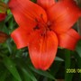 Lily__Marrakech__3.jpg (Lilium asiaticum 'Marrakech')