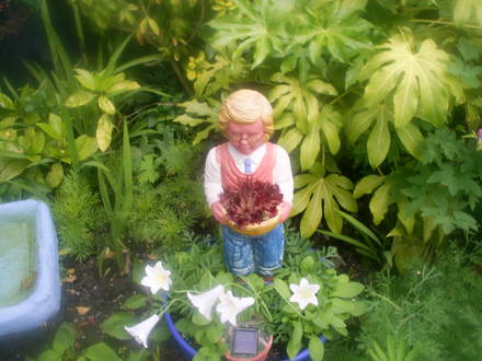 garden feature in back garden