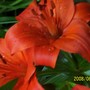 Lily 'Marrakech' 4 (Lilium asiaticum 'Marrakech')