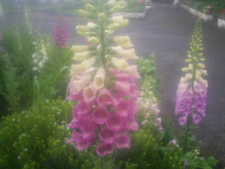 two colours on this foxglove in my allotment