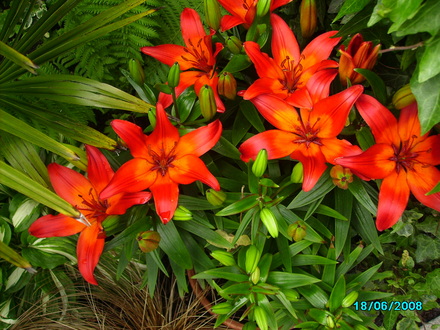 Asiatic Lily..Vesuvius.