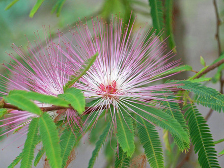 calliandra_rosea.jpg