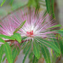 calliandra_rosea.jpg