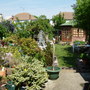 Garden (Lily)