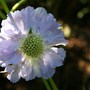 Perennials in My Garden