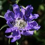 Perennials in My Garden