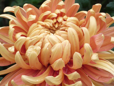 chrysanth.jpg