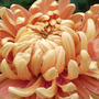 chrysanth.jpg