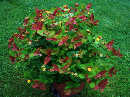 Shrubs in my Garden