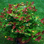 Hypericum_calycinum__felstead___container_grown_