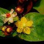 Hypericum_calycinum_felstead