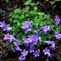 Perennials in My Garden