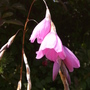 Dierama pulcherrimum (Dierama pulcherrimum (Angel's fishing rod))