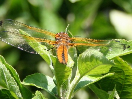 Visitors to My Garden