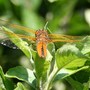 Visitors to My Garden