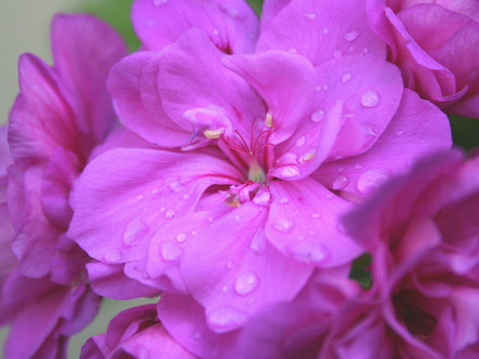 Plants for Hanging baskets in My Garden