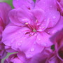 Plants for Hanging baskets in My Garden