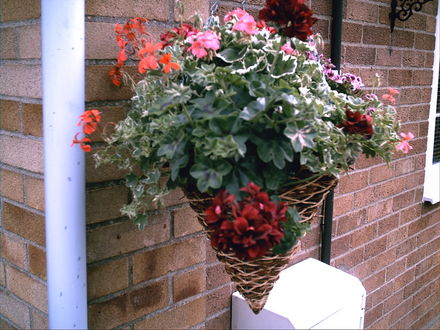 A garden flower photo