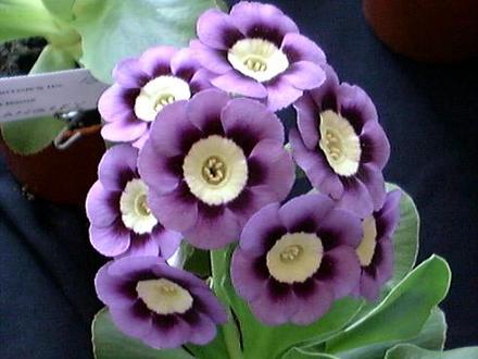 A garden flower photo