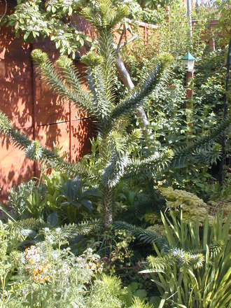 Monkey puzzle tree (Araucaria araucana)