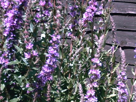 A garden flower photo
