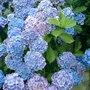Hydrangea