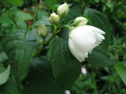 Philidelpus (Mock Orange) (PhilidelpusCoronarius)
