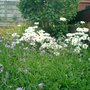 Daisies etc