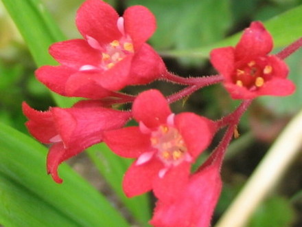 Coral bell flowers (Heuchera)