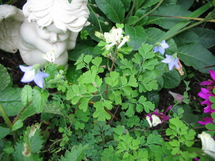 Corydalis and little blue flower( name unknown) (Corydalis ochroleuca)