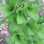 Tubiformis_best
