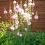 Pink summer flowers