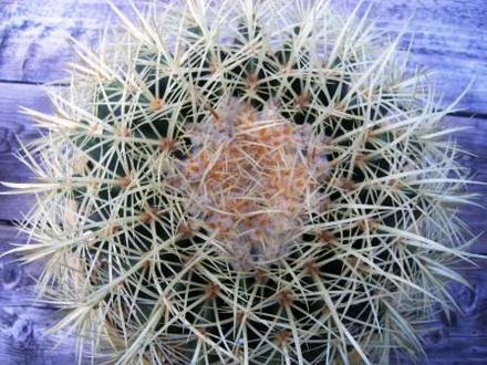 Golden Barrel Cactus (Echinocactus grusonii (Golden barrel cactus))