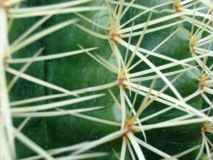 Golden Barrel Cactus (Echinocactus grusonii (Golden barrel cactus))