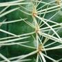 Echinocactus grusonii (Golden barrel cactus)